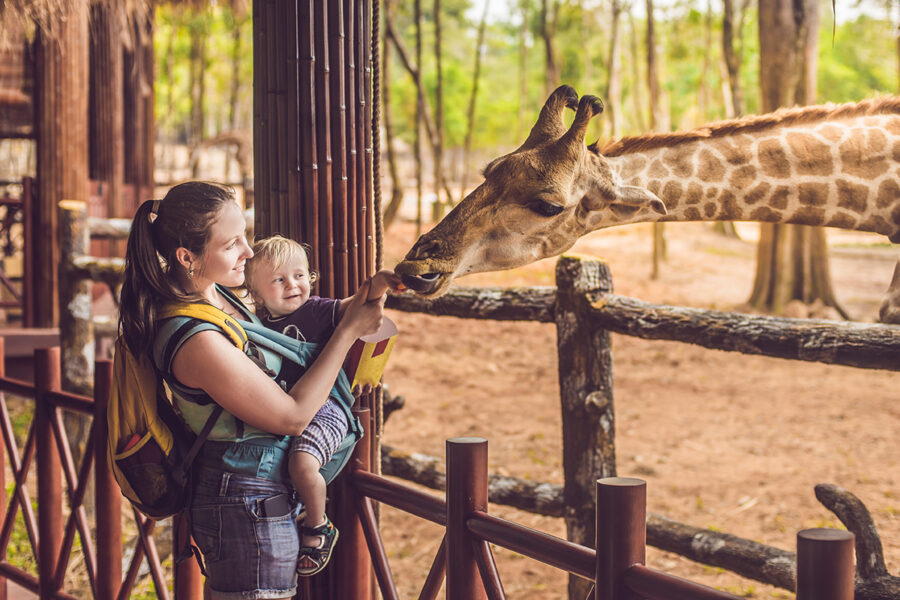 Mom and baby feeding a giraffe at a zoo can be fun places for children